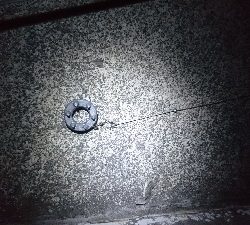 ブッコミ釣りでクロダイ