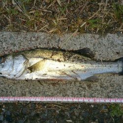 シロメバル 24cm?…後…フッコ 30cm?