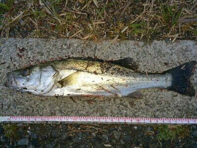 シロメバル 24cm?…後…フッコ 30cm?