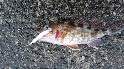 尺アジに届かず