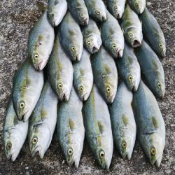 ツバス祭継続中