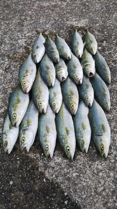 ツバス祭継続中