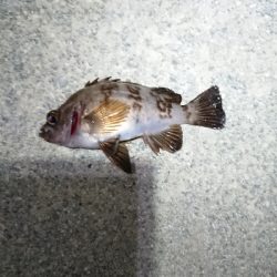 ウィードエリアにて