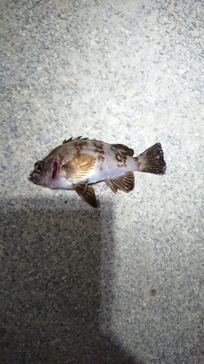 ウィードエリアにて