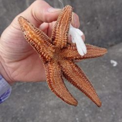 釣り部  釣行記  31