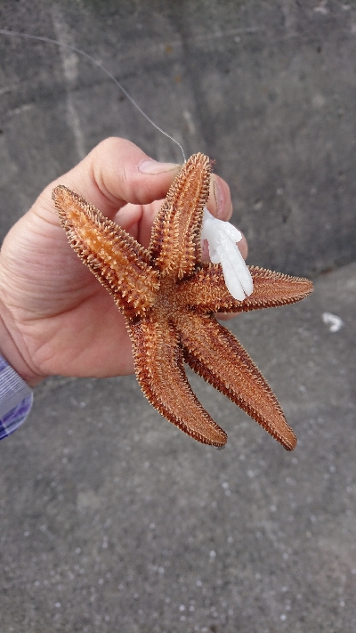 釣り部  釣行記  31