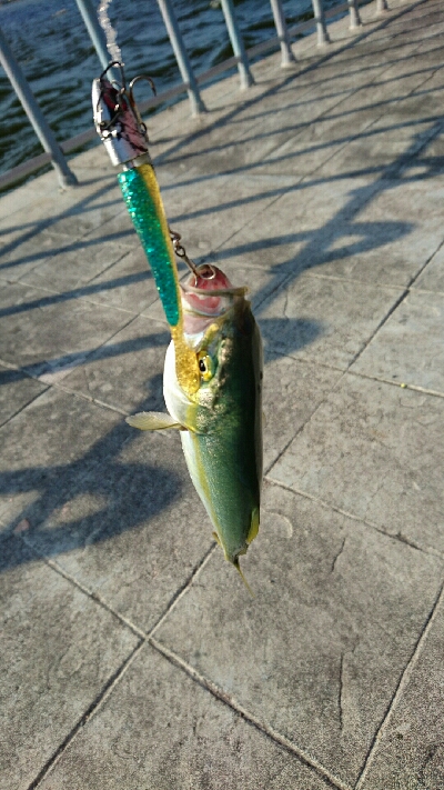 ポツリポツリ モジャコ