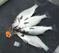 ヒラスズキ爆釣!!