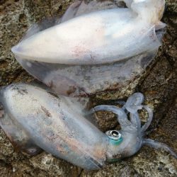 まだ釣れてます