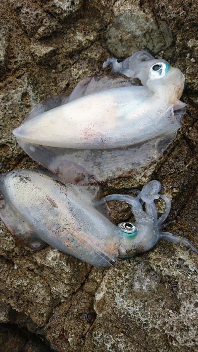 まだ釣れてます