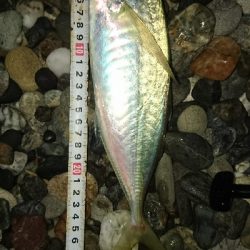 仁淀川河口周辺サーフライトショアジギング