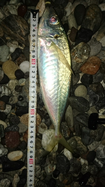 仁淀川河口周辺サーフライトショアジギング