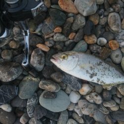 仁淀川河口周辺サーフ、ライトショアジギング