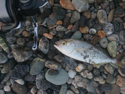 仁淀川河口周辺サーフ、ライトショアジギング