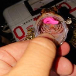 テクニカルなアジング