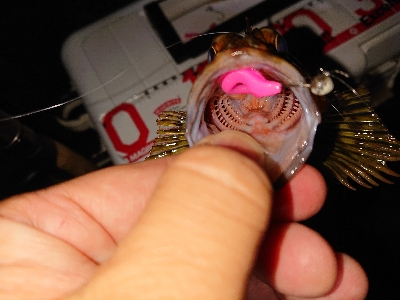 テクニカルなアジング