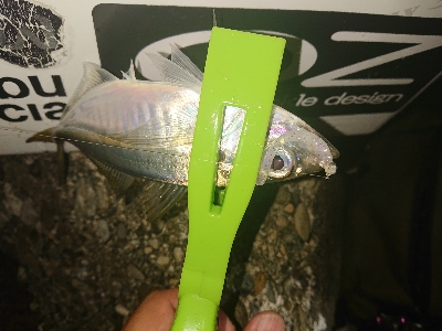 楽しみになってきました