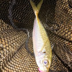 あめが、降る前にアジング