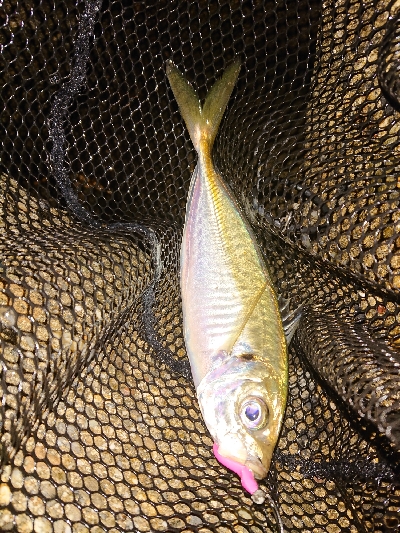 あめが、降る前にアジング