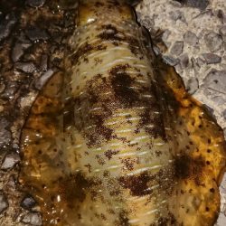 爆風深夜徘徊遠征エギング