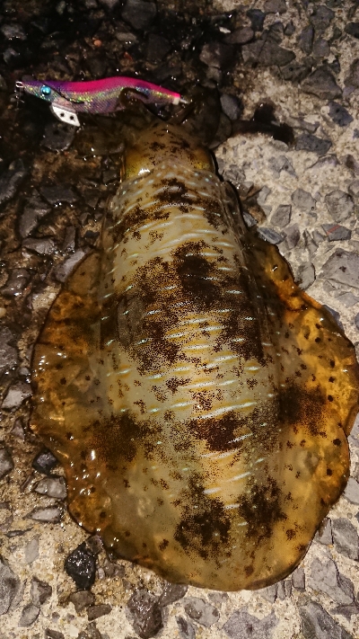 爆風深夜徘徊遠征エギング