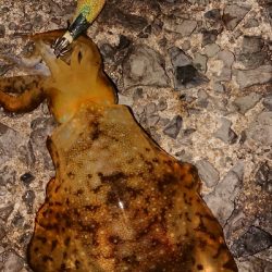 またまた遠征(笑)