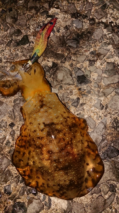 またまた遠征(笑)