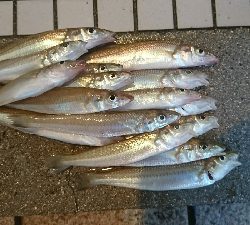 キス釣りからのヒラメ狙い！