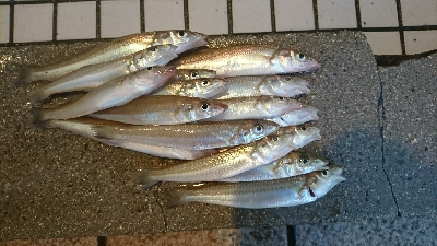 キス釣りからのヒラメ狙い！