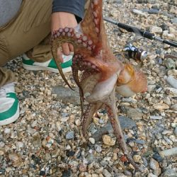 ちょい投げで思わぬ外道が…