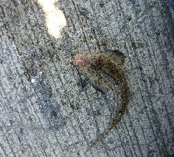 ベラ＆ガッチョの猛攻(笑)