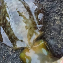 安定のマゴチと、カワイイあおり烏賊