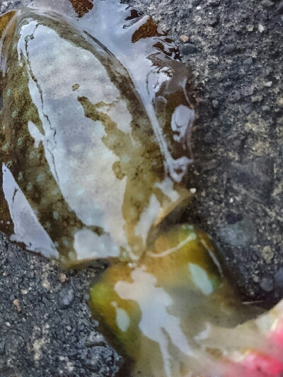 安定のマゴチと、カワイイあおり烏賊