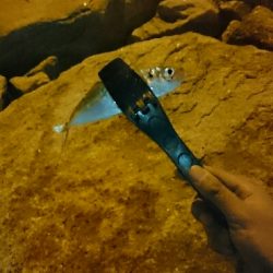 本気のアジング