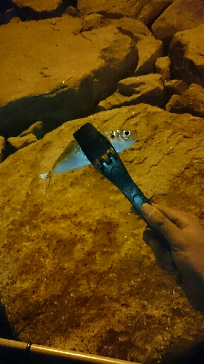 本気のアジング