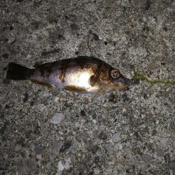 久しぶりのオオモンハタ