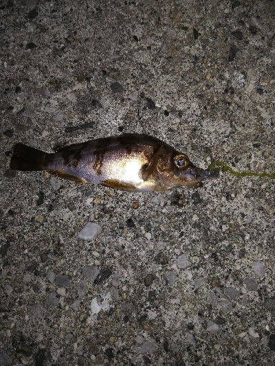 久しぶりのオオモンハタ