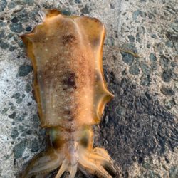 大型アオリイカ釣果！！