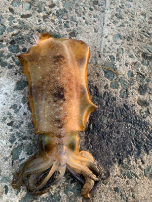 大型アオリイカ釣果！！