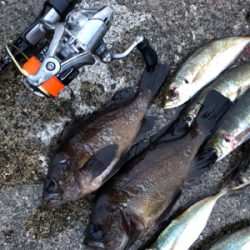 オールナイトメバリング