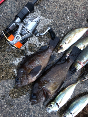 オールナイトメバリング