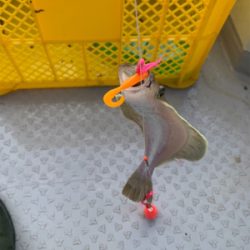 ソウハチカレイシーズンイン!