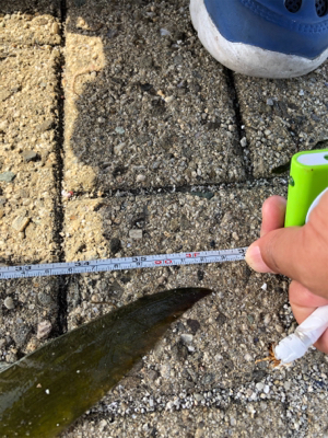 ショアジギング