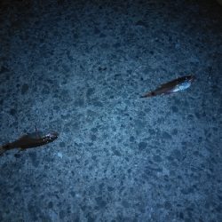 エサを沢山用意してきたものの…