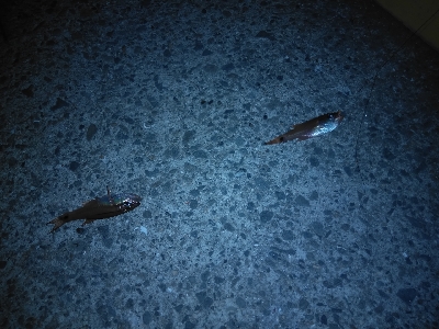 エサを沢山用意してきたものの…