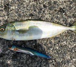 ポーアイ沖にてサゴシとツバス