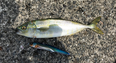 ポーアイ沖にてサゴシとツバス