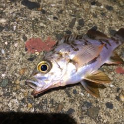 タチウオ二匹とメバル達