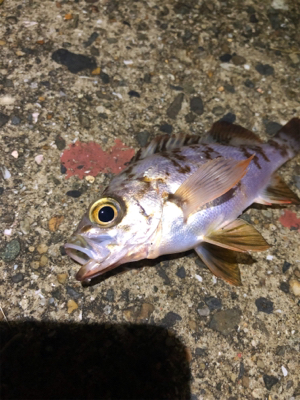 タチウオ二匹とメバル達
