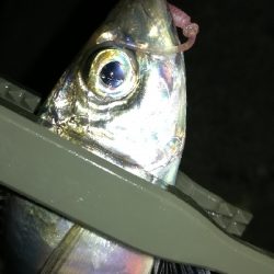 ナイトアジング